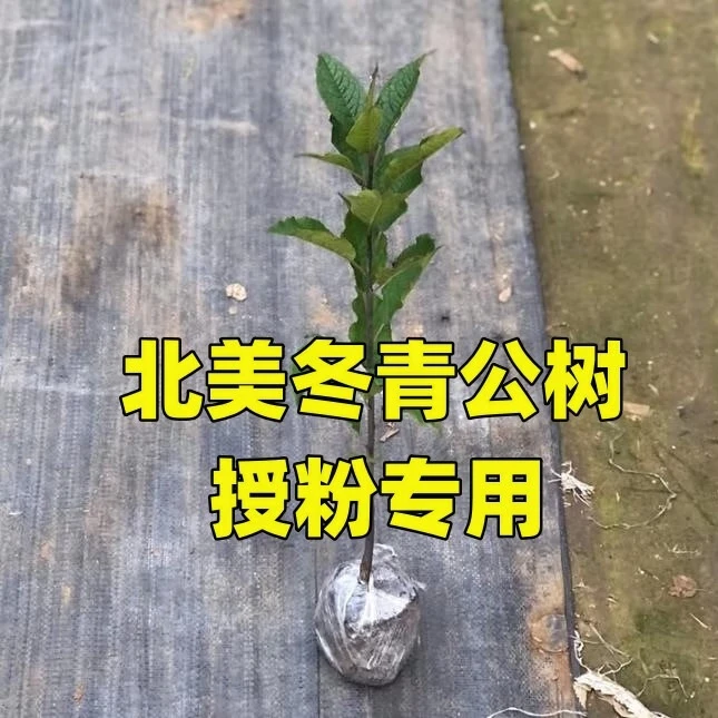 北美冬青盆栽冬红果树苗观赏盆景冬青红果年宵花卉盆栽相思豆绿植 冬红果公树15厘米左右【授粉用，来年才可以结红果】