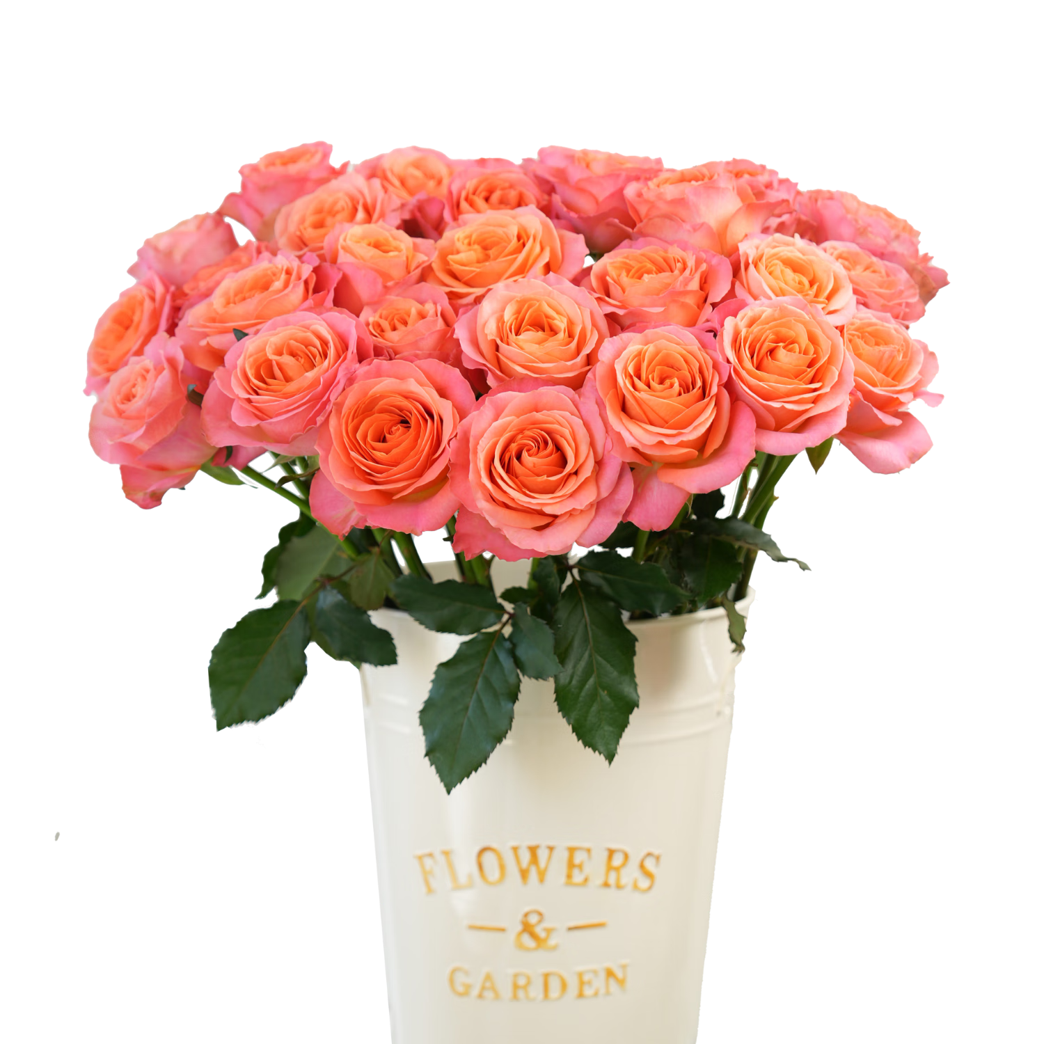 ���� ����õ�廨 ���10֦ 25.9Ԫ