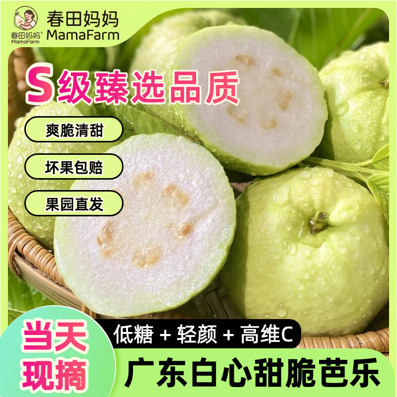 【低糖高维C】产地直发 广东新鲜糖尿病水果白心甜脆番石榴芭乐 【推荐买】5斤｜S级臻选当天采摘