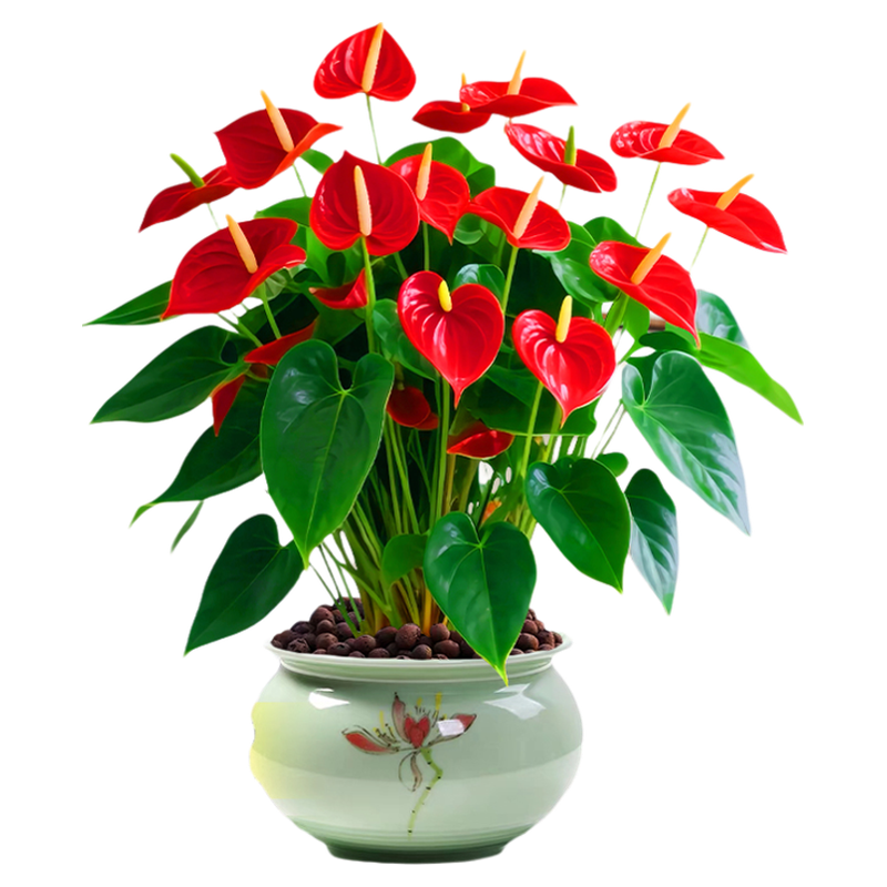 ����һ����ˮ����ư�������һ����˳����ֲ�����ں�����ֲ���˵� �ؼ�����2-3��(ԭ��)+Ӫ��Һ