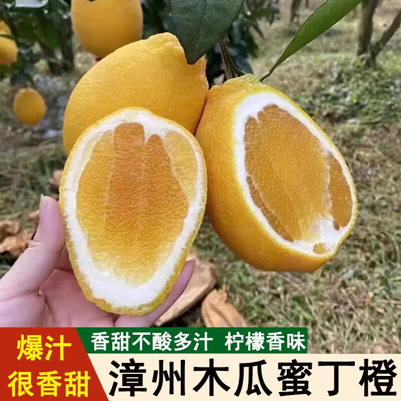 木瓜蜜丁橙 福建漳州蜜丁橙柚罕见水果 4