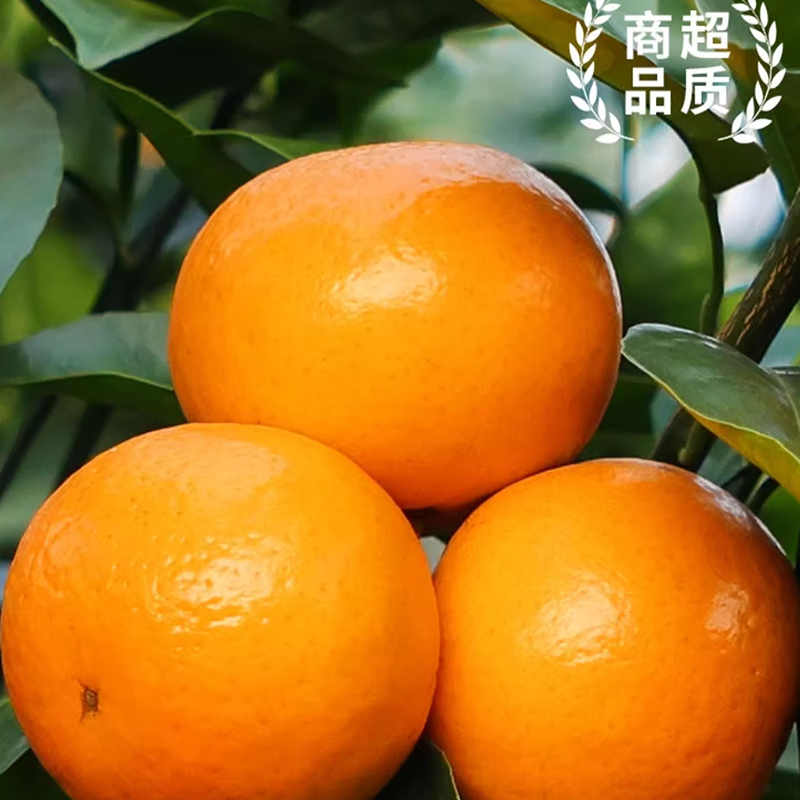 优味集2PH澳柑【顺丰JD】澳洲进口沃柑水果网红柑橘新鲜当季时令生鲜果 净重500g颗颗严选 商超级金果140g+