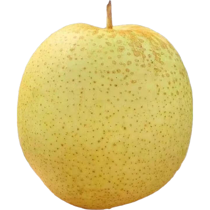 京喜加河北雪花梨赵县雪梨地方特产适合煲汤远达11全站 雪花梨带箱2斤