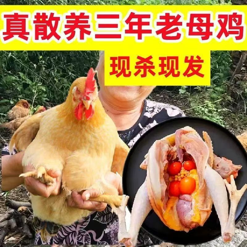 琪江果农家散养老母鸡 炖汤食材黄油老母鸡土鸡走地鸡现杀生鸡肉 三年老母鸡3.8-4.5斤一只装