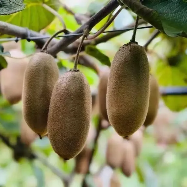 金福猕猴桃绿心猕猴桃应季孕妇当季水果奇异果精品新品种批发价 带箱3斤约22枚左右50-70克