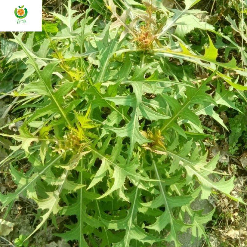 中草药 山莴苣  野山苣 苦马菜 鲜货根叶500克
