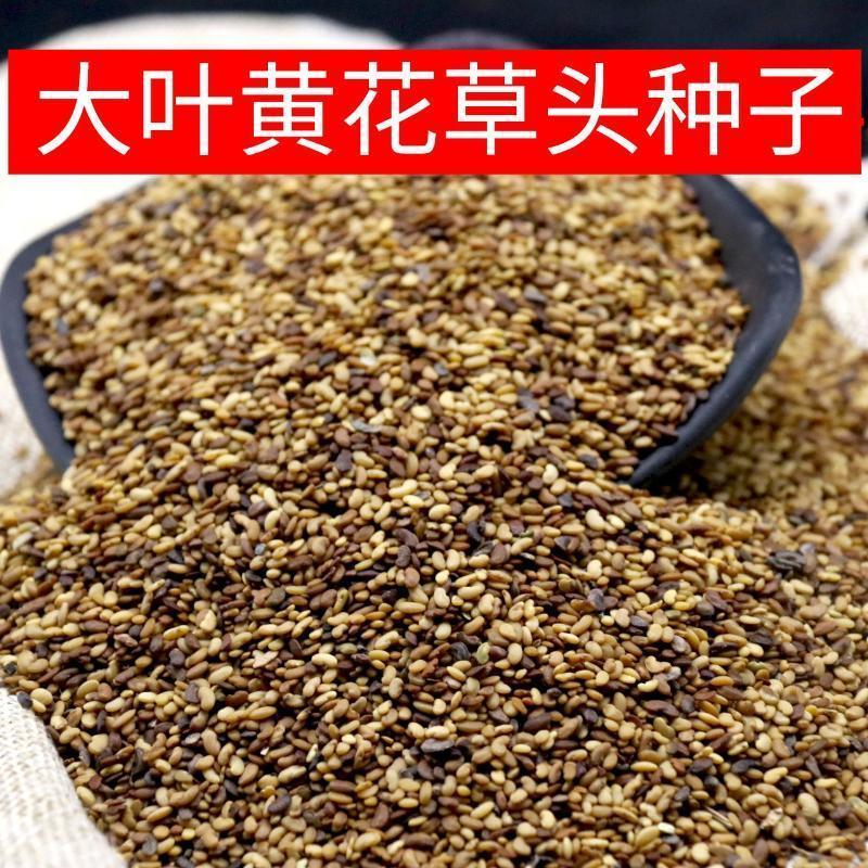 草头种子金花菜种籽上海草头籽黄花苜蓿散装 精选金花菜种子