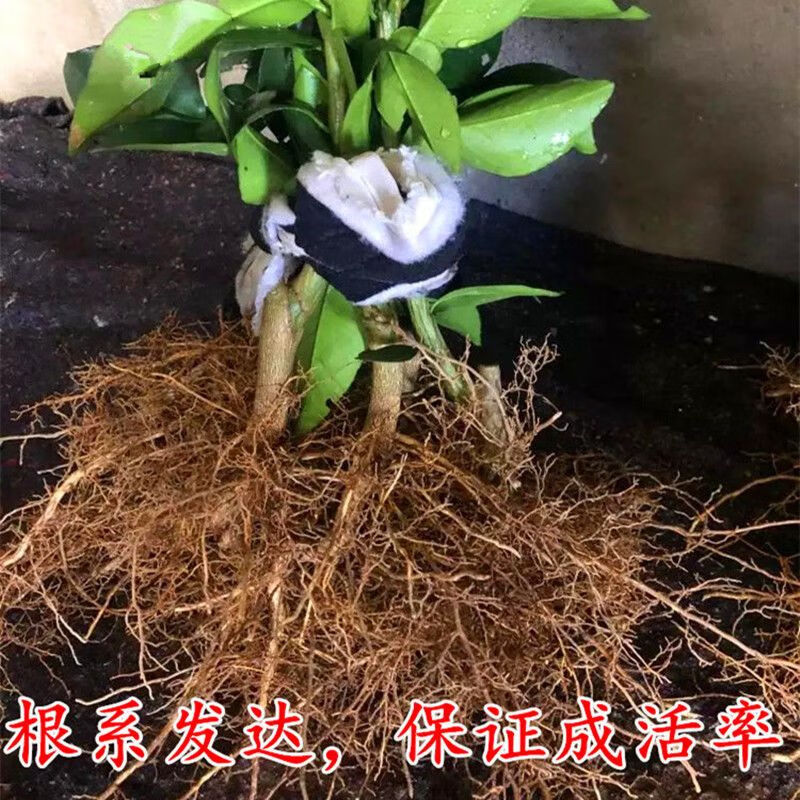泰国暹罗柚又叫泰国三红柚 8年苗一颗装结果快