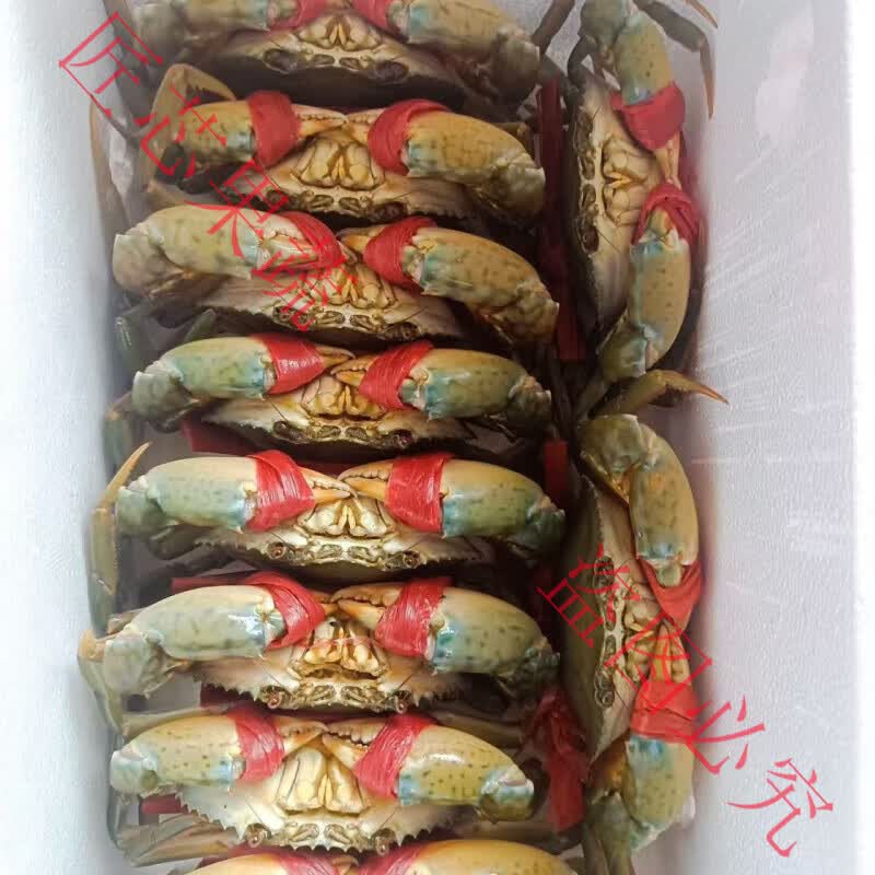 福建正宗青蟹鲜活螃蟹红鲟肥美满肉特产精选海鲜顺 一斤肉蟹(2-3只)