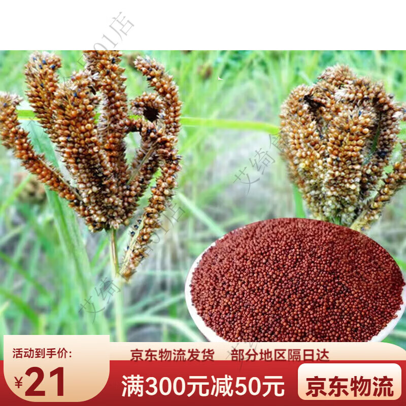 特产优联广鸭爪粟新鲜红黄粟米鸭脚粟杂粮一级枕头料拳粟 新鲜粟米1斤