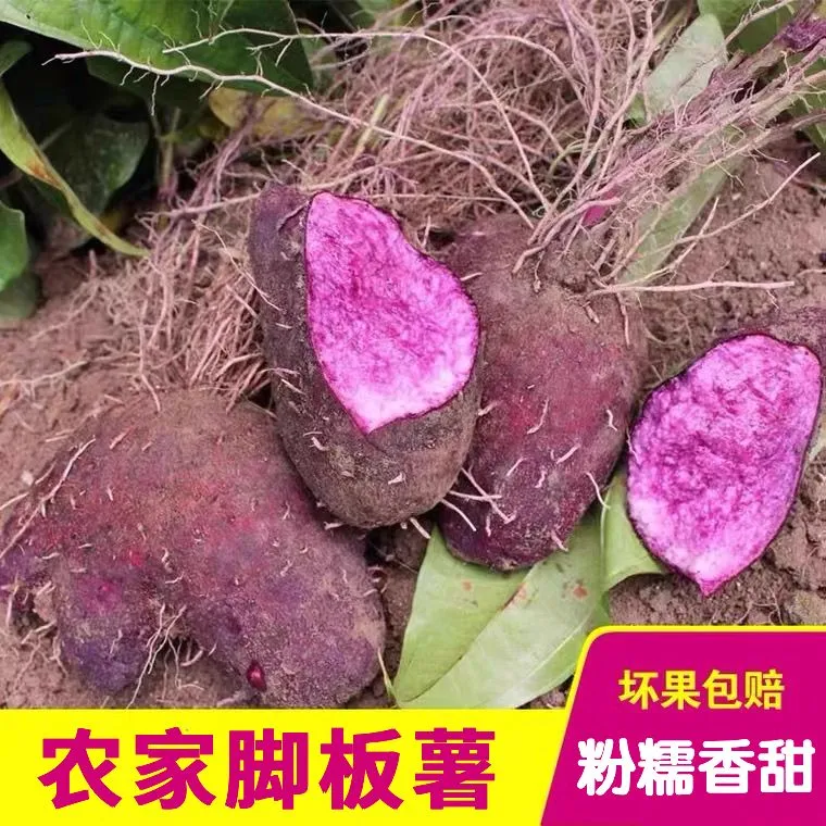 广西正宗脚板薯紫山药老品种紫色皮大薯火苕毛薯新鲜 5.4斤脚板薯（紫山药-形状不规则）含箱