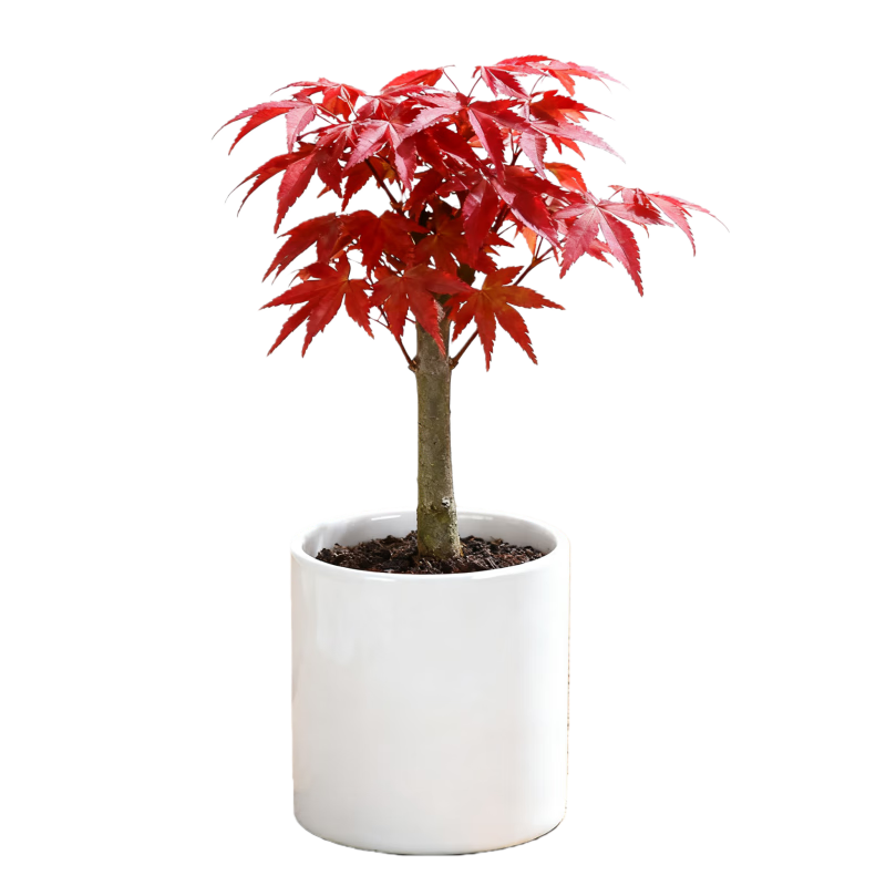 ���ź���辰������ֲ����������칫��������׮�ͺ�������Դͷֱ��