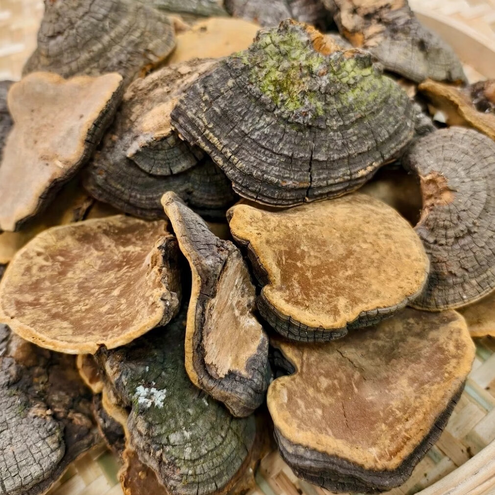 精品西藏桑黄芝菌菇煲汤泡酒泡水 250g