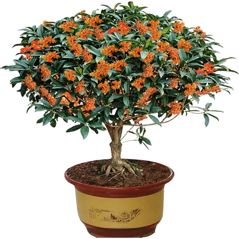 �������������״Ԫ���ļ������ؼ�����׮�ļ�����Ũ���� ״Ԫ�졾��30-40����3-4���ֲ桿+ԭ������ 9.9Ԫ