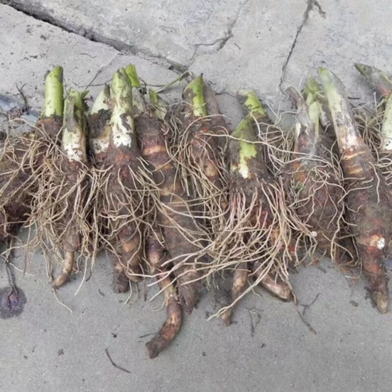 现挖正宗乐昌炮弹芋头种苗5斤装 张溪香芋苗大型种苗芋苗种子 28株炮弹芋头苗