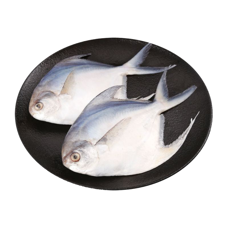 弘品汇 舟山海捕银鲳鱼新鲜冷冻 净重2.4斤(15条）生鲜白鲳鱼类源头直发