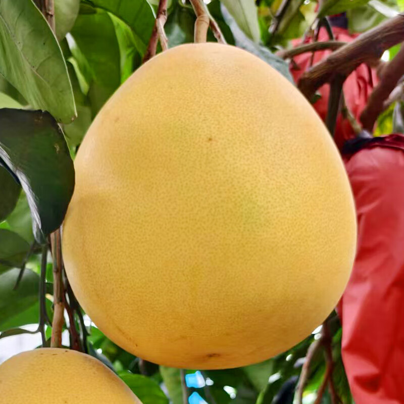 泓瀚正宗红心柚子蜜柚四川蜜柚多汁当季新鲜柚子现摘整箱水果送礼 精选大果9-10斤【净重8.5斤+】