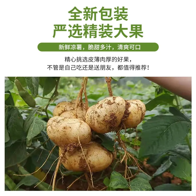 贵州新鲜地萝卜凉薯脆微甜沙葛土瓜水果现挖农家自产白地瓜即食 9斤小果