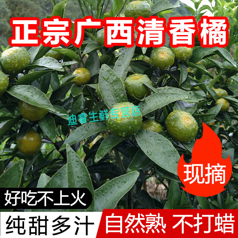 桃西村廣西清香橘蜜桔純甜無(wú)酸青香桔茶橘巴西桔新鮮水果青皮蜜橘青龍果 3斤 甜蜜小果(20-25mm)