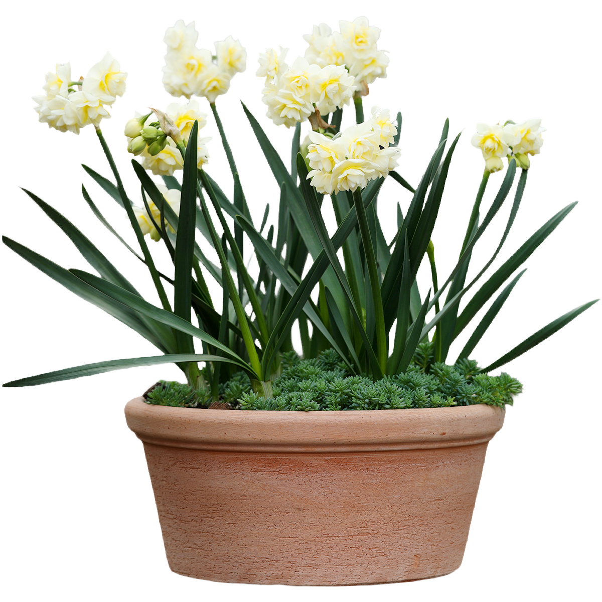 ���ٵĻ�԰����ˮ����������ˮ��ˮ���趬��������̨��������ζ�����׻��� ˮ�ɵ���12cm�� ������ 28.48Ԫ