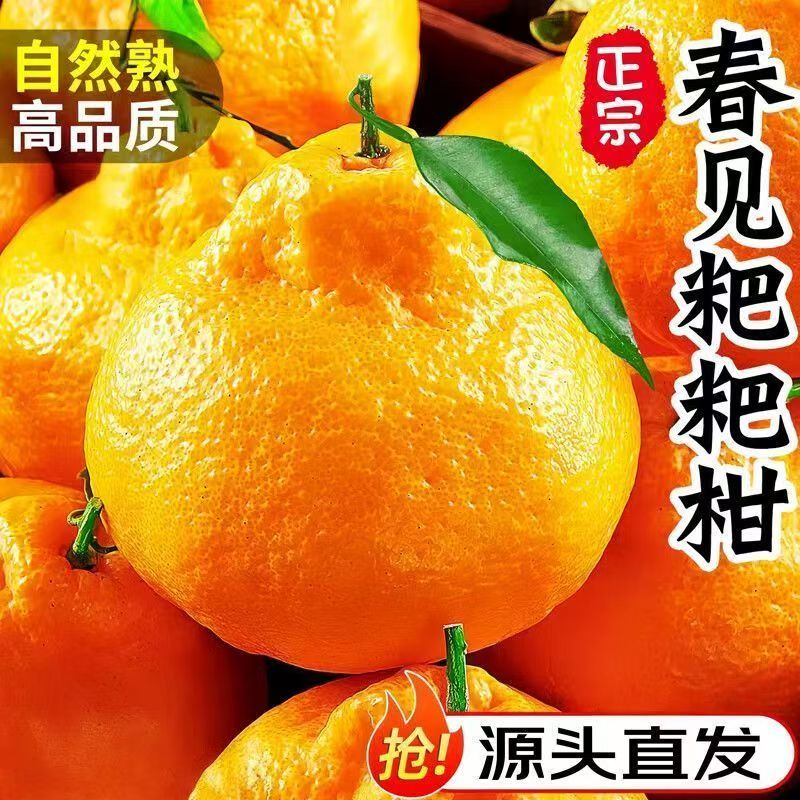 正宗四川春见耙耙柑橘子新鲜应季现摘水果当季桔子粑粑柑整箱包邮 尝鲜2斤装 京东折扣/优惠券