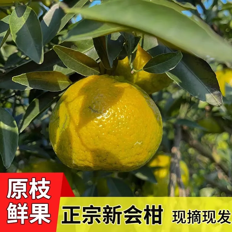 【晒陈皮专用果实】新会柑茶枝柑陈皮二红柑大红柑青柑新鲜果东甲 实惠二红柑10斤