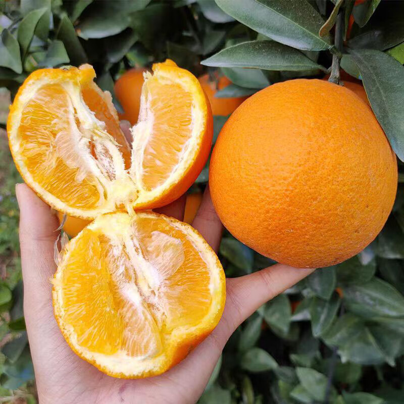 【商超精品】江西赣南脐橙新鲜孕妇水果手剥甜橙整箱包邮 20斤装(含箱)标准果（60-69mm）