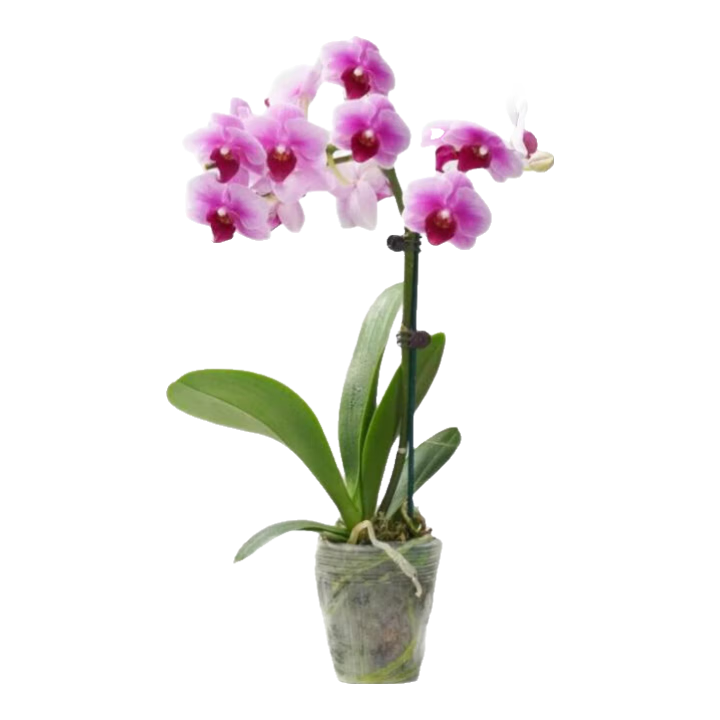 ���������ں��������Ի�������װ�λ���ֲ���ļ�������ֲ����� ��ɫϵ������-���� ������ �뿪�� 18.99Ԫ