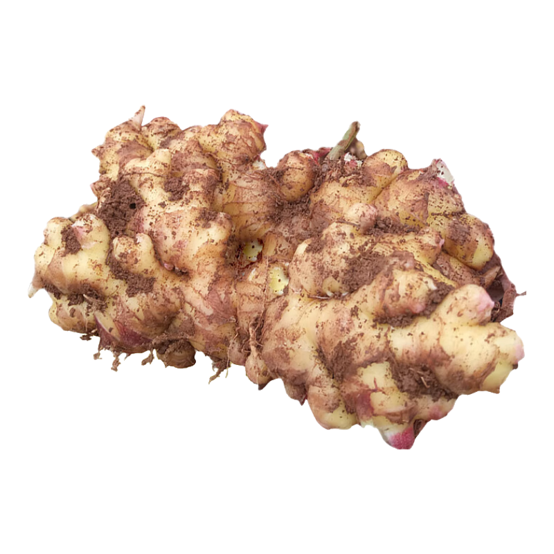 姜來(lái)無(wú)憂正宗云南有機(jī)小黃姜鮮姜老姜新鮮生姜羅平農(nóng)家土姜老姜種 2500g（5斤）