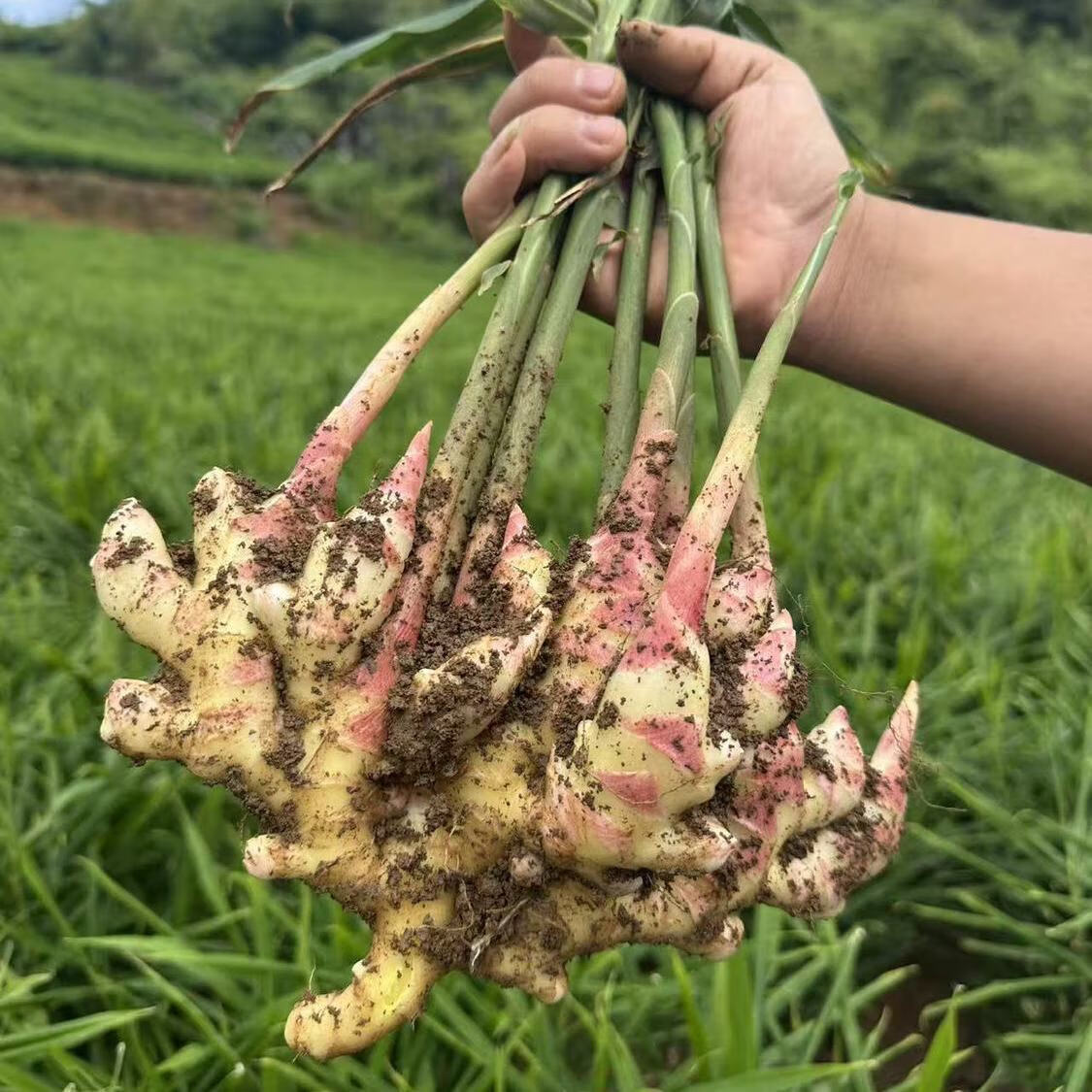 喜酷橙2025年新鲜云南小黄姜月子姜红芽仔姜 9斤