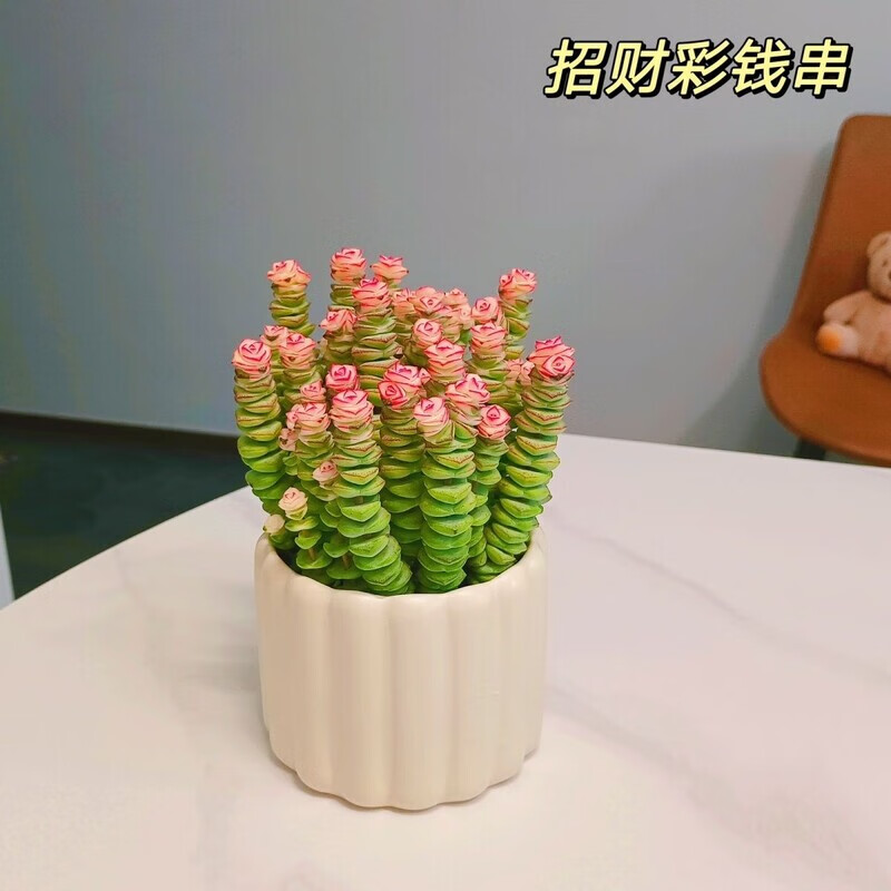 UOSU钱串桌面小盆栽招财多肉植物办公室内阳台防辐射绿植懒人花好养活 7-10头招财彩钱串锦（塑料盆）