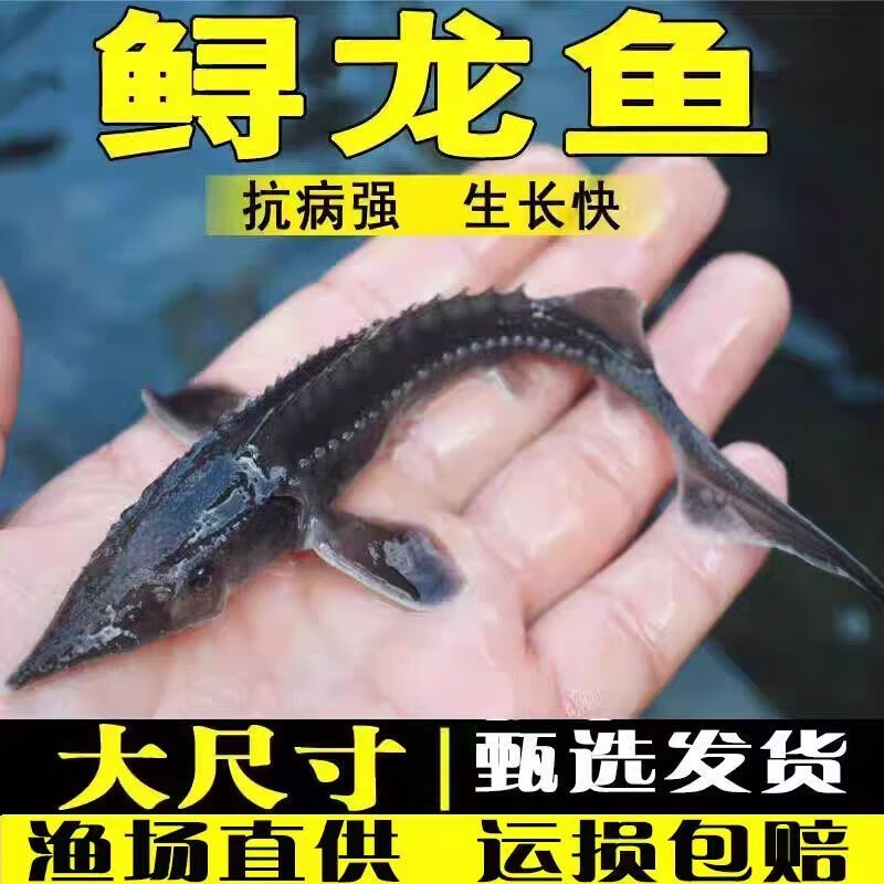 鲟鱼苗鲟龙软骨鱼尖嘴鲟鱼苗中华龙鱼苗大体型淡水冷水养殖食用鱼 鲟鱼11-13厘米90条送10条路损