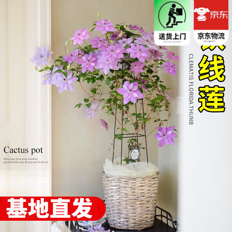 歐芽  大苗盆栽爬藤植物帶花苞倒影烏托邦約瑟芬銀幣四季耐寒花卉 倒影【鐵線蓮大苗-高70厘米-1米】