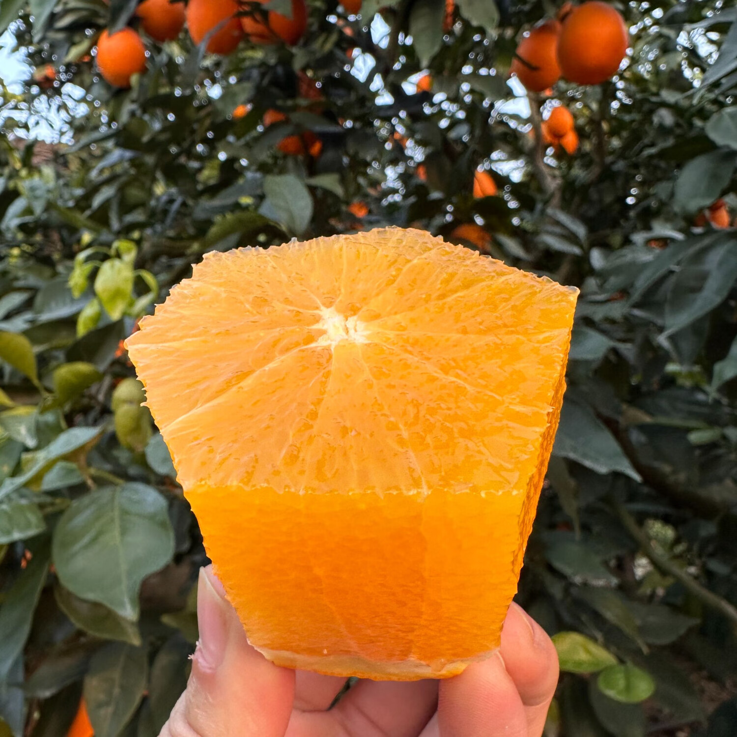 逮果重庆奉节脐橙春橙纽荷尔福本新鲜水果橙子现摘大果皮薄甜橙 彩箱礼盒10斤装【净重9斤  单果200-300g】