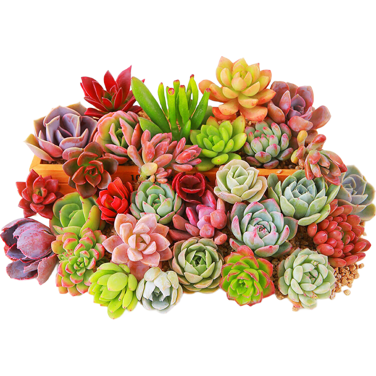 ������������ֲ�����������ײ�������ֲ 2�Ų�ͬƷ�ֶ��� 1.01Ԫ