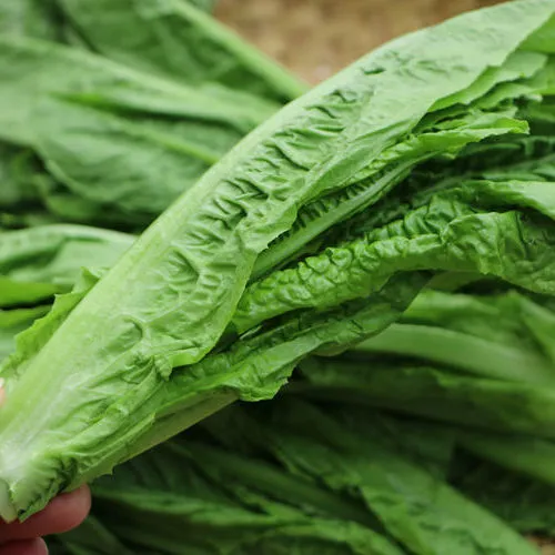 四川新鲜蔬菜 窝笋尖 刷火锅凤尾农民自产 自销莴笋叶 3斤装包邮 净重3斤装