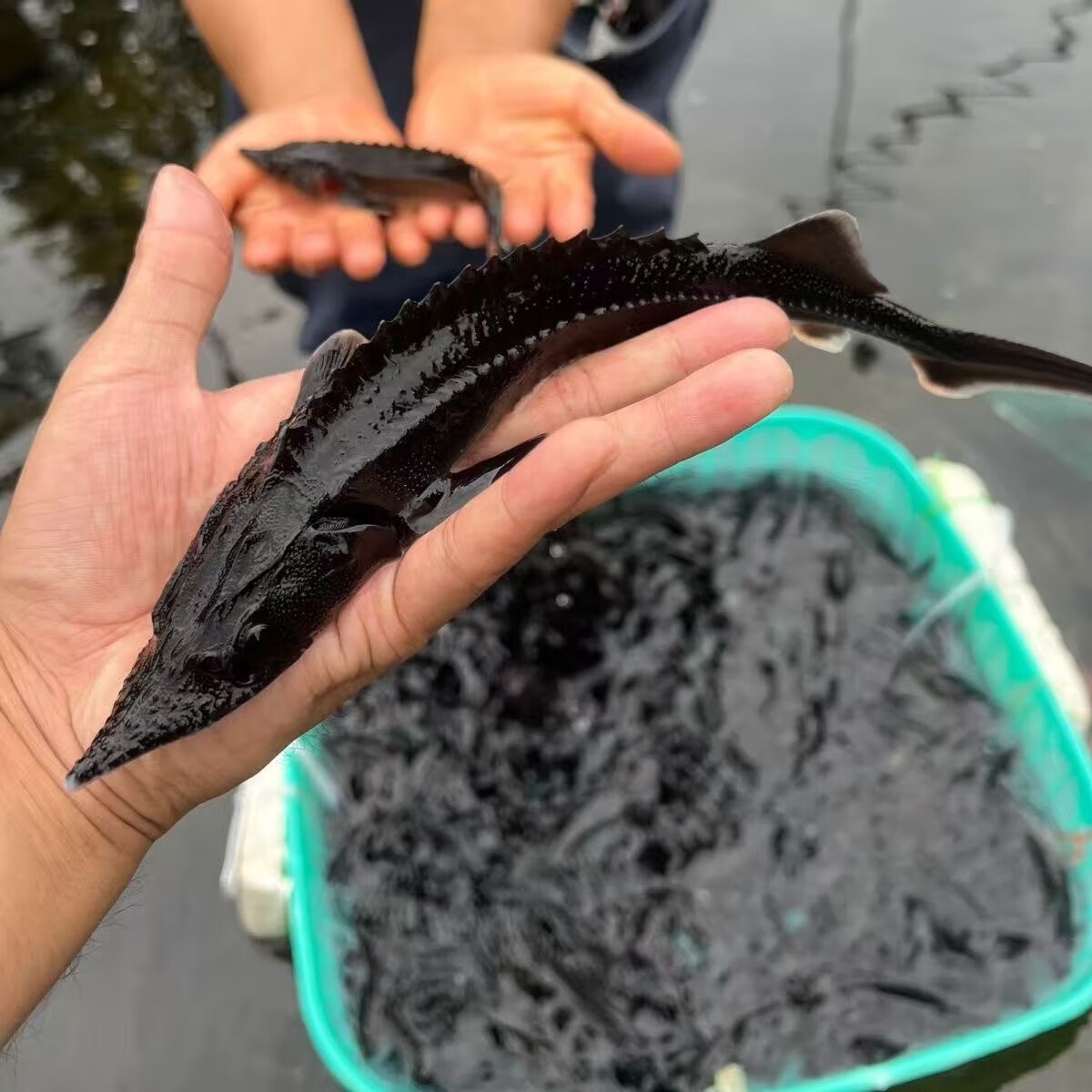 鲟鱼苗鲟龙软骨鱼尖嘴鲟鱼苗中华龙鱼苗大体型淡水冷水养殖食用鱼 鲟鱼11-13厘米90条送10条路损