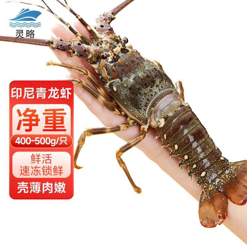 灵略印尼小青龙虾净重400-500g/只 超大龙虾 花龙海鲜冷冻大虾虾类