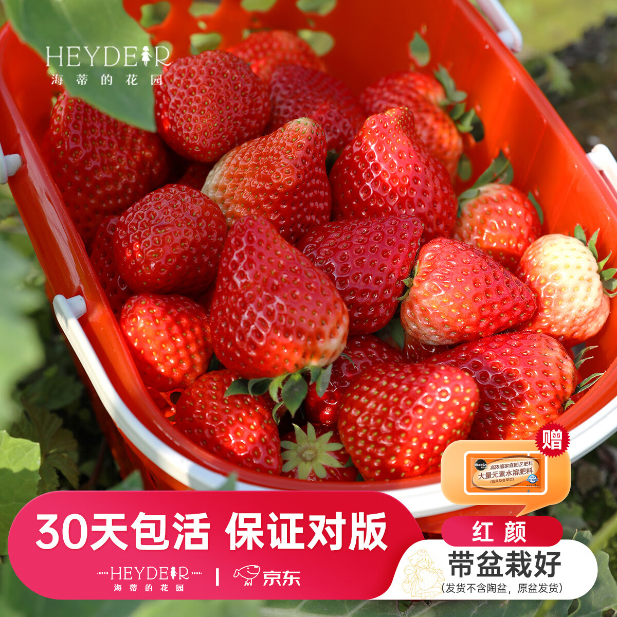 海蒂的花园旗舰店草莓苗盆栽苗种子秋冬季多季结果原土原盆红颜奶油源头直发