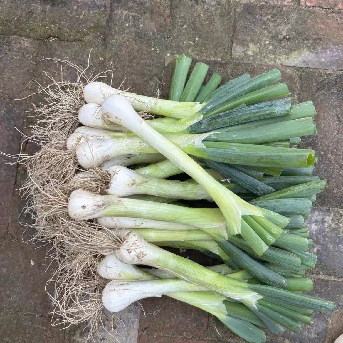 鸡腿葱新鲜大葱河北特产农家自种大头葱甜葱生吃蘸酱葱花饼好吃 5斤【这个季节有黄叶】