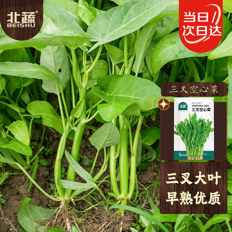 北蔬 空心菜种子种苗三叉大叶四季阳台种蔬菜种籽 三叉空心菜种子20g