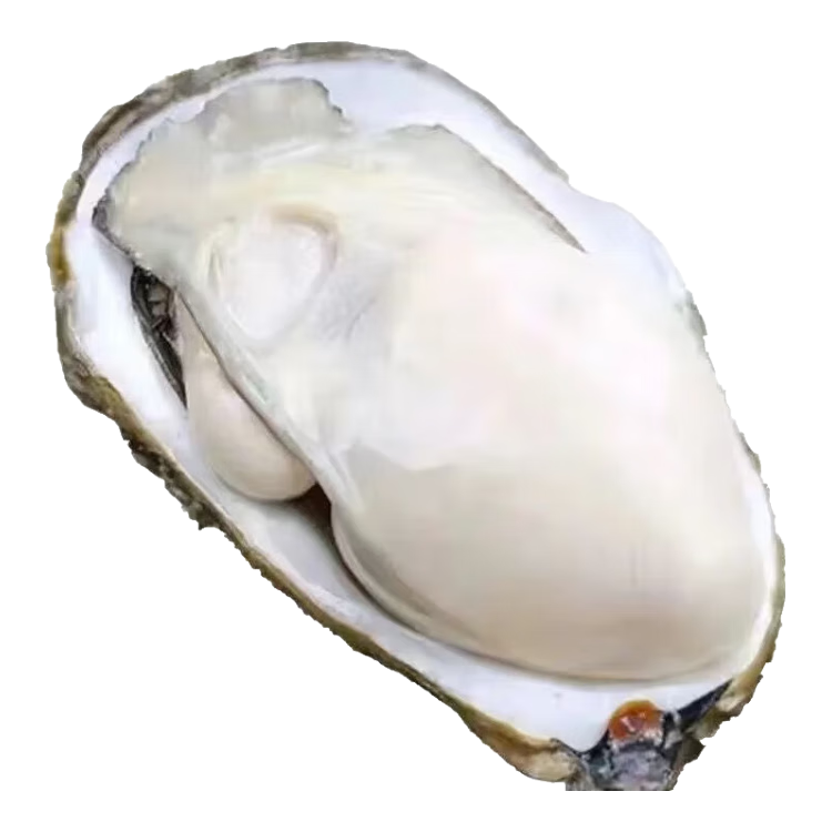 ���ٷ�������Ұ������ʻ����ĵ�ô��Ǻ����Ӻ���ˮ������һ���� 8�ﾫƷ����򺣨18-24ֻ/�䣩