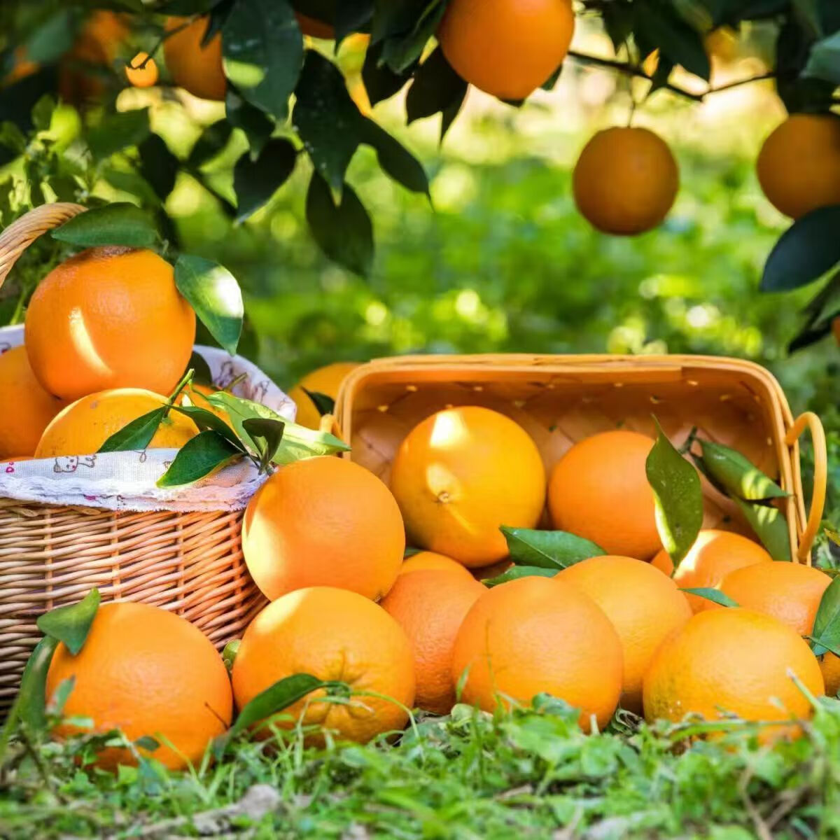 【商超精品】江西赣南脐橙新鲜孕妇水果手剥甜橙整箱包邮 20斤装(含箱)标准果（60-69mm）