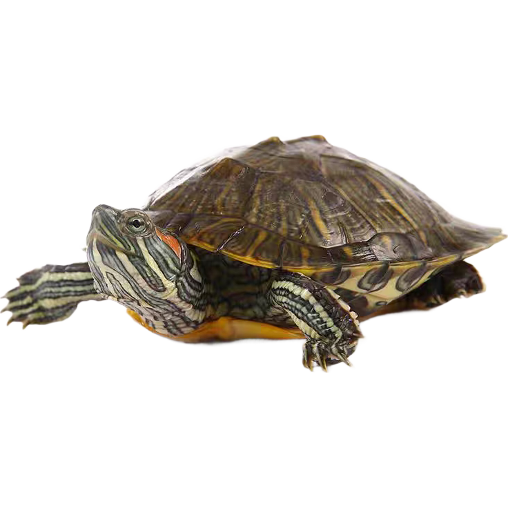 ������ �������С�ڹ���� 3-4���� ��ˮ��ֳ���� �̿� ����1ֻ 0.99Ԫ