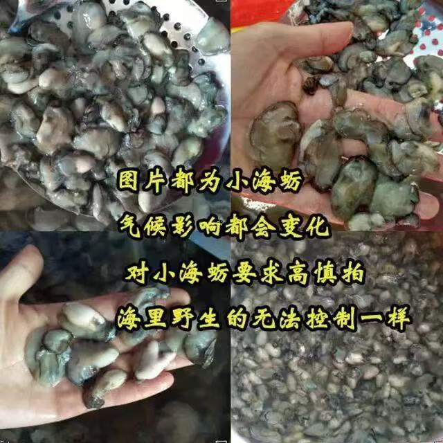 3斤福建新鲜小海蛎肉鲜活现剥去壳牡蛎蚵仔煎蚝仔烙生蚝肉海蛎子