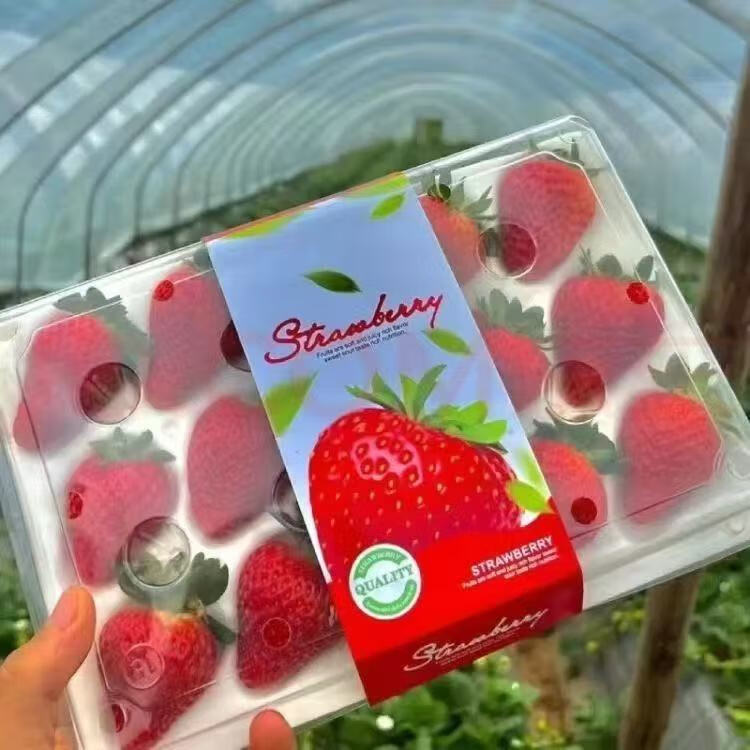 千园九味大凉山奶油草莓红颜99 新鲜水果草莓生鲜现摘发送女朋友礼物女生 【顺丰到家】彩箱送礼奶油草莓2盒特大果