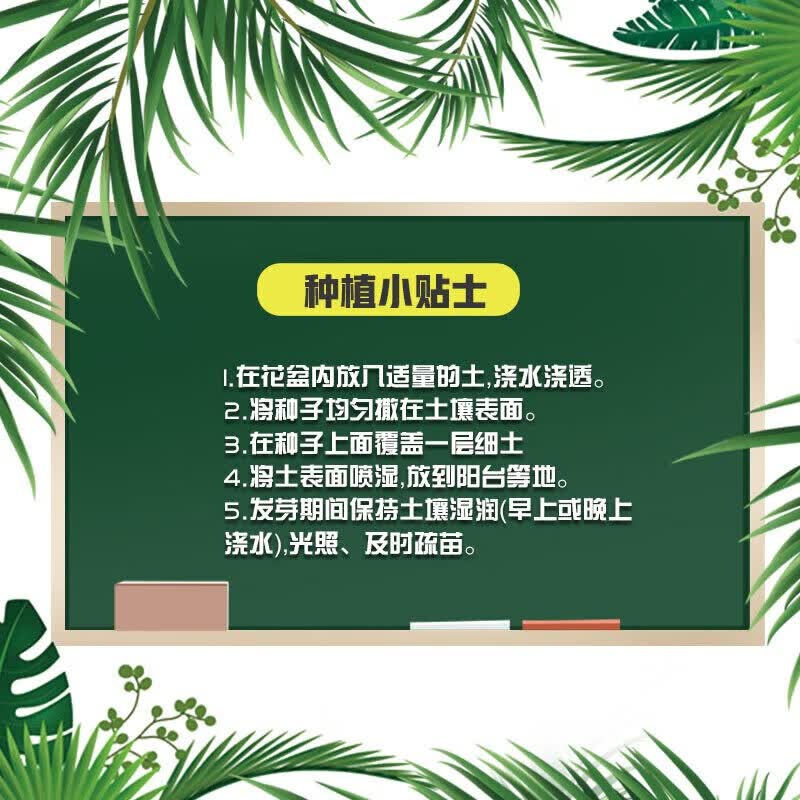 花沃里蔬菜种子大全耐热耐寒生菜菠菜豌豆尖香葱香菜樱桃萝卜鸡毛菜荠菜 荠菜种子约9.9g*3包共30g