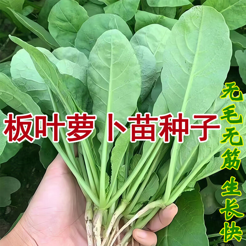 圆叶萝卜苗种子正品批发包邮按斤卖芽苗菜种籽莱菔子四季蔬菜种植 板叶萝卜苗种子500克【可水培】