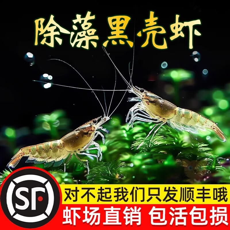 大号黑壳虾80只送20只水草缸除藻观赏虾共100只 9.6元 - 美泡泡 大号黑壳虾80只送20只水草缸除藻观赏虾共100只 9.6元 - 美泡泡