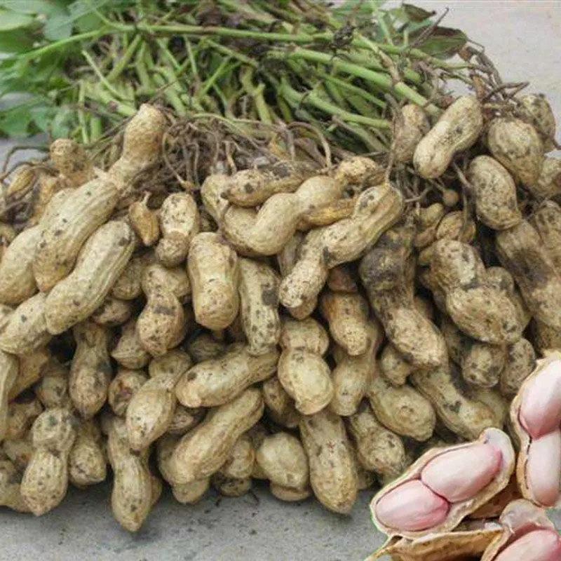 产地现挖 2025现挖鲜花生湿花生带泥带壳嫩花生花生带壳新鲜 鲜花生5.8-6斤